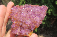 Natural Amethystos Amethyst Specimens x 7 From Kwaggafontein, South Africa