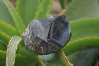 Natural Smokey Quartz Crystals x 6 From Zomba, Malawi