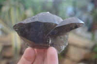 Natural Smokey Quartz Crystals x 6 From Zomba, Malawi