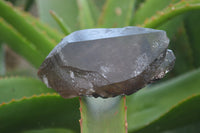 Natural Smokey Quartz Crystals x 6 From Zomba, Malawi