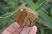 Polished Tiger's Eye Free Forms x 12 From Prieska, South Africa