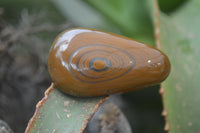 Polished Tiger's Eye Free Forms x 12 From Prieska, South Africa