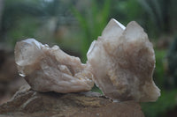 Natural Smokey Phantom Quartz Clusters x 6 From Luena, Congo