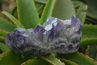 Polished Amethyst Clusters x 2 From Zambia