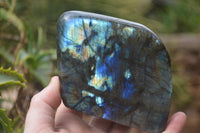 Polished Labradorite Standing Free Forms x 2 From Madagascar