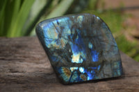 Polished Labradorite Standing Free Forms x 2 From Madagascar