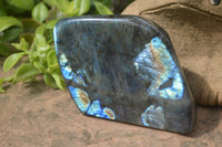 Polished Labradorite Standing Free Forms x 2 From Madagascar