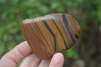 Polished Tiger's Eye Free Forms x 12 From Prieska, South Africa