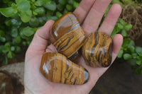 Polished Tiger's Eye Free Forms x 12 From Prieska, South Africa