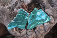 Polished Malacolla Slices x 12 From Kalukundi Mine, Congo