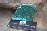 Polished Malacolla Slices x 12 From Kalukundi Mine, Congo