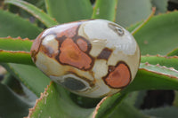 Polished On One Side Polychrome Jasper x 6 From Madagascar