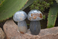 Polished Polychrome Jasper Mushrooms x 7 From Madagascar