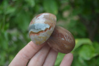 Polished Polychrome Jasper Mushrooms x 7 From Madagascar