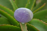 Polished Chevron Amethyst Palm Stones x 20 From Madagascar