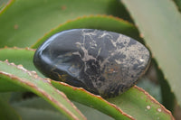 Polished Pharaoh Stone Free Forms x 6 From Zimbabwe