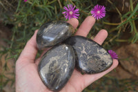 Polished Pharaoh Stone Free Forms x 6 From Zimbabwe