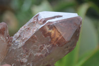 Natural Red Hematoid Quartz Clusters x 6 From Karoi, Zimbabwe