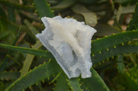 Natural Etched Blue Chalcedony Specimens x 12 From Nsanje, Malawi