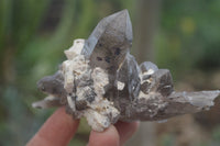 Natural Smokey Quartz Crystal Formations x 3 From Mulanje, Malawi