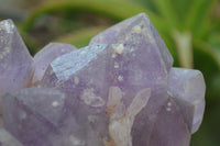 Natural Jacaranda Amethyst Quartz Clusters x 2 from Mumbwa, Zambia