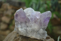 Natural Jacaranda Amethyst Quartz Clusters x 2 from Mumbwa, Zambia