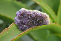 Natural Amethystos Amethyst Plates x 20 From Kwaggafontein, South Africa