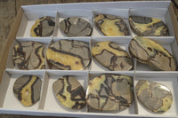 Polished Septerye Slices x 12 From Mahajanga, Madagascar