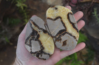 Polished Septerye Slices x 12 From Mahajanga, Madagascar