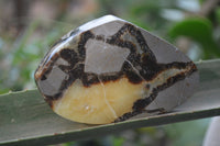 Polished Septerye Slices x 12 From Mahajanga, Madagascar