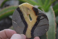 Polished Septerye Slices x 12 From Mahajanga, Madagascar