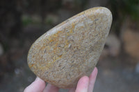 Polished Oceanic Fossil Standing Free Forms x 3 From Madagascar