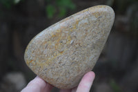 Polished Oceanic Fossil Standing Free Forms x 3 From Madagascar