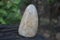 Polished Oceanic Fossil Standing Free Forms x 3 From Madagascar