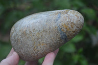 Polished Oceanic Fossil Standing Free Forms x 3 From Madagascar