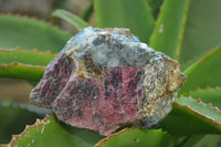 Natural Rhodonite Cobbed Specimens x 6 From Zimbabwe