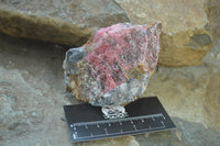 Natural Rhodonite Cobbed Specimens x 6 From Zimbabwe