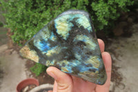 Polished Labradorite Standing Free Forms x 2 From Tulear, Madagascar