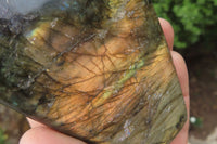 Polished Labradorite Standing Free Forms x 2 From Tulear, Madagascar