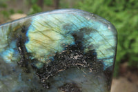 Polished Labradorite Standing Free Forms x 2 From Tulear, Madagascar