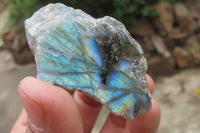 Polished On One Side Labradorite Specimens x 24 From Madagascar