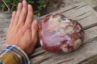 Polished Red Podocarpus Petrified Wood Hearts x 2 From Madagascar