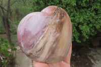 Polished Red Podocarpus Petrified Wood Hearts x 2 From Madagascar