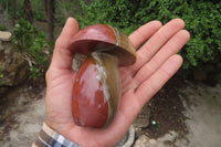 Polished Polychrome Jasper Mushrooms x 6 From Madagascar