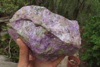 Natural Stichtite Specimen x 1 From Barberton, South Africa