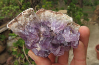 Natural Zululand Amethyst Agate Geodes x 12 from Jozini, South Africa