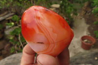 Polished Carnelian Standing Free Forms x 6 From Madagascar