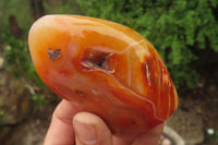 Polished Carnelian Standing Free Forms x 6 From Madagascar