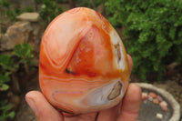 Polished Carnelian Standing Free Forms x 6 From Madagascar