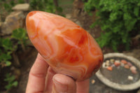 Polished Carnelian Standing Free Forms x 6 From Madagascar